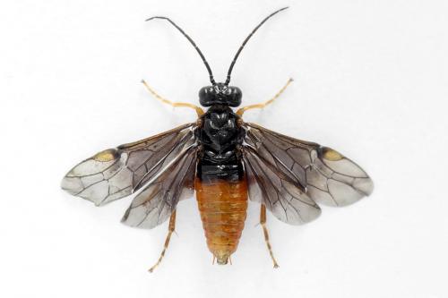 Réf. 223 195 : Nematinus fuscipennis